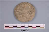 藏品(彎牡犡化石)的圖片